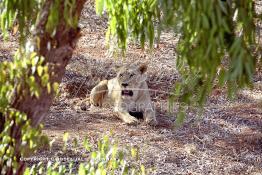 Image du Maroc Professionnelle de  Une lionne âgée de 5 ans qui avait déjà donnée naissance à 3 petits au zoo de Temara près de Rabat, Mardi 27 Avril 1999. (Photo / Abdeljalil Bounhar) 